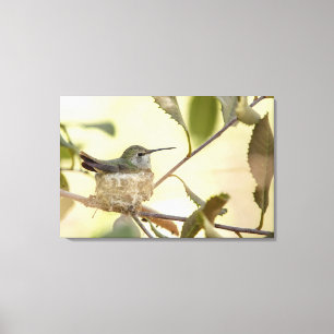 Weiblicher Kolibri auf seinem Nest Leinwanddruck