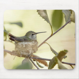 Weiblicher Kolibri auf seinem Nest Mousepad