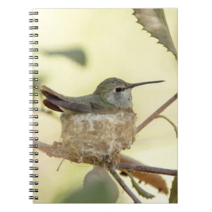 Weiblicher Kolibri auf seinem Nest Notizblock