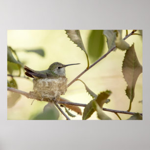 Weiblicher Kolibri auf seinem Nest Poster