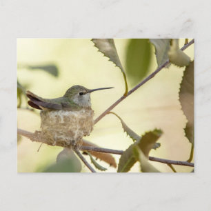Weiblicher Kolibri auf seinem Nest Postkarte