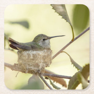 Weiblicher Kolibri auf seinem Nest Rechteckiger Pappuntersetzer