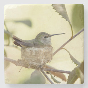 Weiblicher Kolibri auf seinem Nest Steinuntersetzer