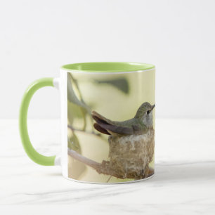 Weiblicher Kolibri auf seinem Nest Tasse