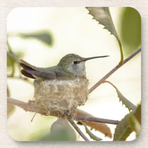 Weiblicher Kolibri auf seinem Nest Untersetzer