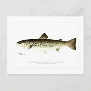 Weiblicher Landlocked-Lachs oder Quaniche Postkarte