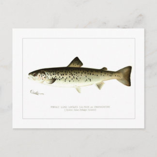 Weiblicher Landlocked-Lachs oder Quaniche Postkarte