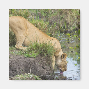 Weiblicher Löwe (Panthera Löwe), Magnet