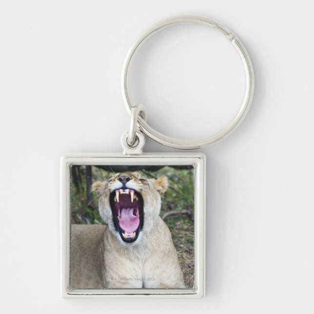 Weiblicher Löwe (Panthera Löwe), Schlüsselanhänger (Vorne)