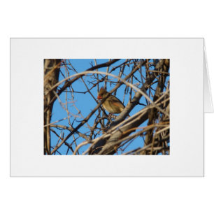 Weiblicher NordKardinal