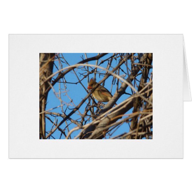 Weiblicher NordKardinal (Vorderseite (Horizontal))