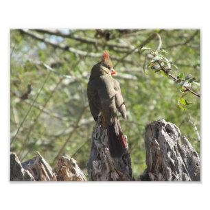 Weiblicher NordKardinals-Foto-Druck Fotodruck