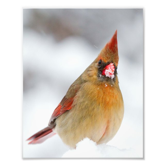 Weiblicher nördlicher Kardinal mit schneebedecktem Fotodruck (Vorne)
