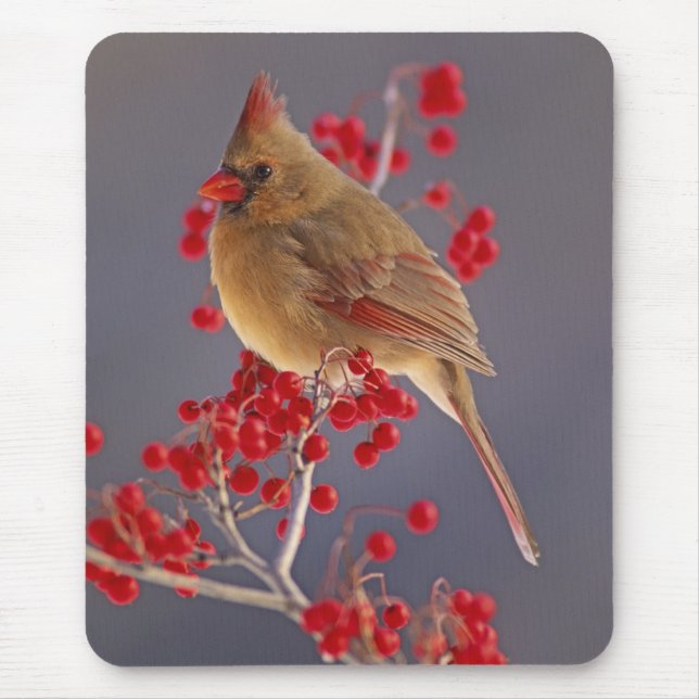 Weiblicher nördlicher Kardinal zwischen Havthorn Mousepad (Vorne)