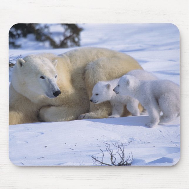 Weiblicher Polarbär mit 2 Coyscubs Mousepad (Vorne)