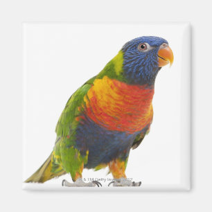 Weiblicher Regenbogen Lorikeet - Trichoglossus Magnet
