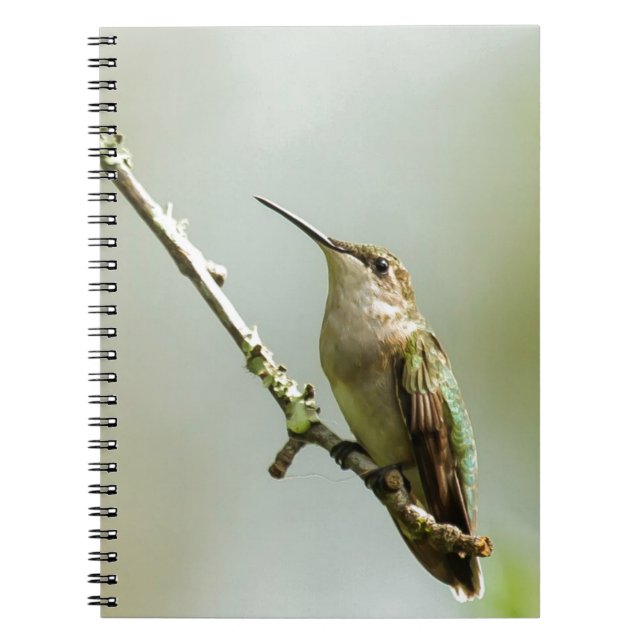 Weiblicher Rubin-throated Kolibri Notizblock (Vorderseite)