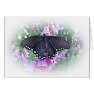 Weiblicher Spicebush Frack-Schmetterling