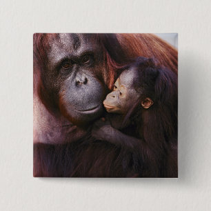 Weiblicher Sumatranischer Orang-Utan mit Baby, Pon Button