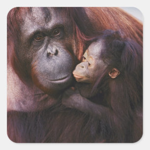 Weiblicher Sumatranischer Orang-Utan mit Baby, Pon Quadratischer Aufkleber