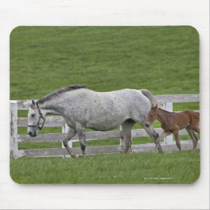 Weiblicher Thoroughbred und Jungefohlen Mousepad