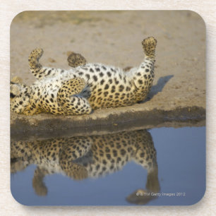 Weibliches Rollen des Leoparden (Panthera pardus) Getränkeuntersetzer
