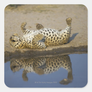 Weibliches Rollen des Leoparden (Panthera pardus) Quadratischer Aufkleber