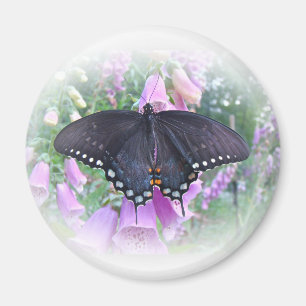 Weibliches Spicebush-Frack Butterfly Magnet