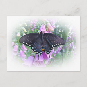 Weibliches Spicebush-Frack Butterfly Postkarte