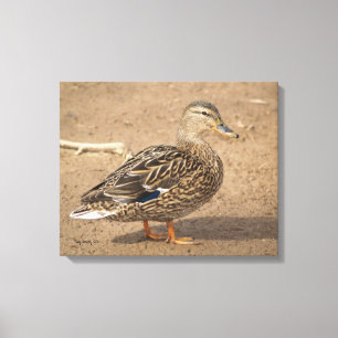 Weibliches Stockenten-Enten-Nahaufnahme-Foto Leinwanddruck