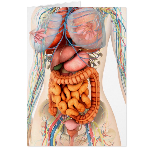 Weibliches Verdauungs- und Kreislaufsystem (Vorne)
