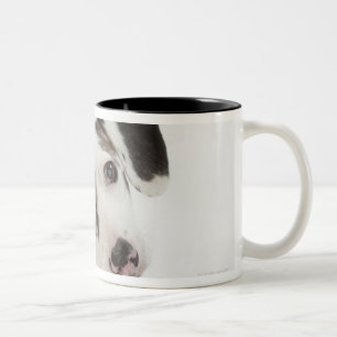 Weibliches Welpenanstarren der Dackel/des Zweifarbige Tasse
