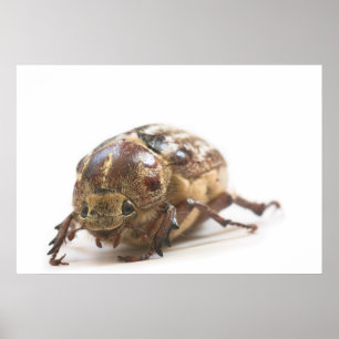 Weiblichkeit des Käfers aus Polyphylla fullo Poster