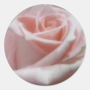 Weich, blassrosa Rose Runder Aufkleber