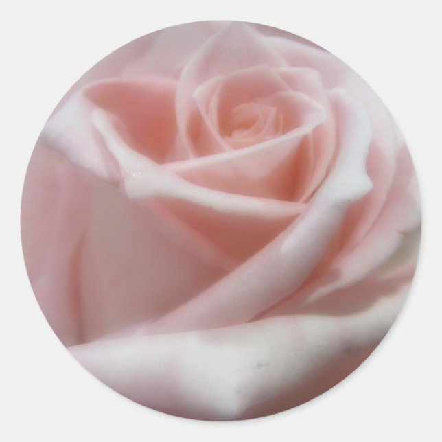 Weich, blassrosa Rose Runder Aufkleber (Vorderseite)