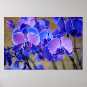 Weich blaues und rosa Orchid-Poster Poster