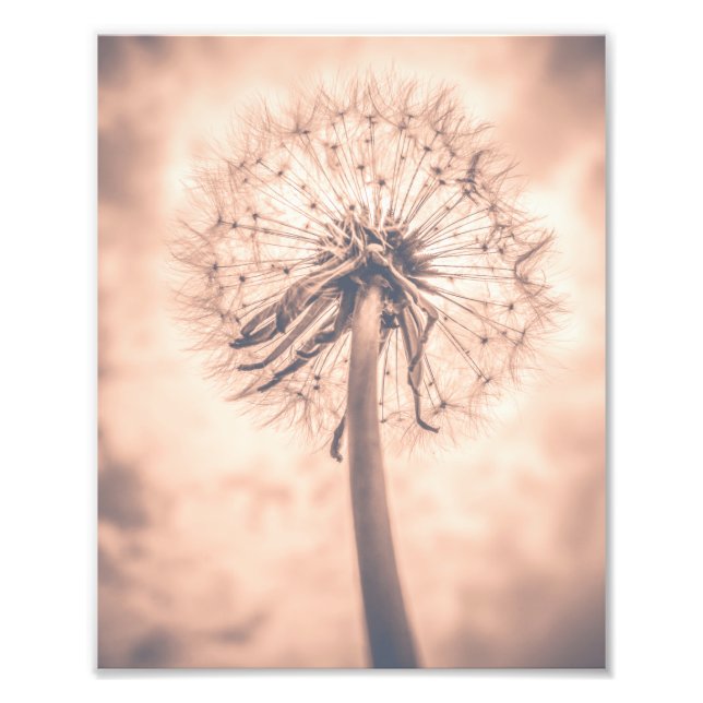 Weich Mairytale Pink Leuchter Blowball 1 Fotodruck (Vorne)