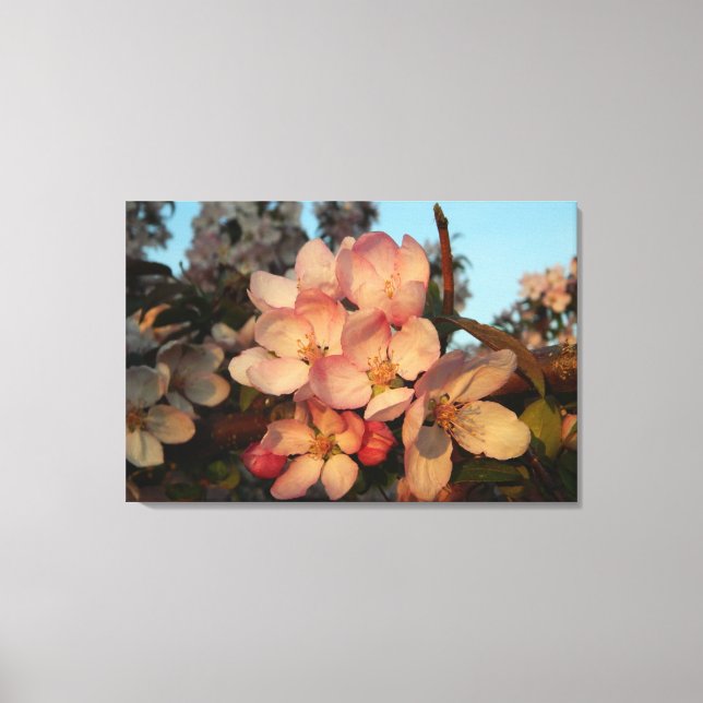 Weich rosa Apfelblüten Wrapped Canvas Print Leinwanddruck (Vorderseite)