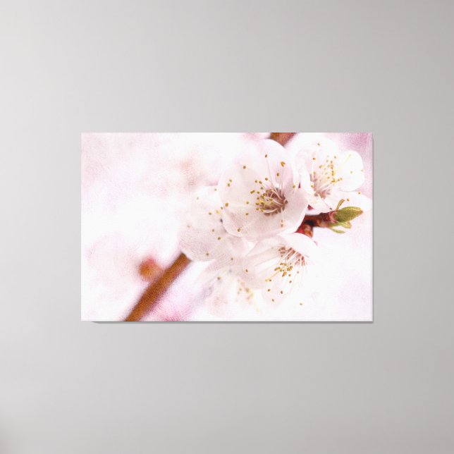 Weich rosa Apricot-Blume im Frühjahr Leinwanddruck (Vorderseite)