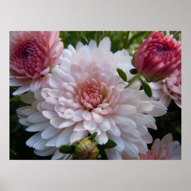 Weich rosa Chrysanthemum Poster (Vorne)