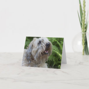 Weich überzogene Wheaten leere Anmerkungs-Karte Karte