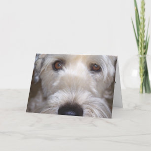 Weich überzogenes Wheaten Terrier Karte