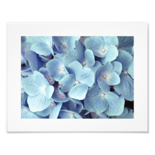 Weichblauer Hydrangeus-Muster Fotodruck