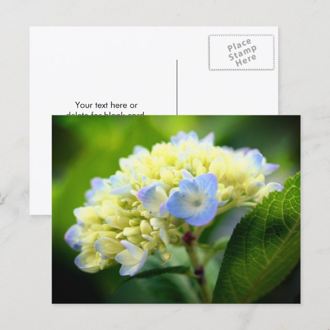 Weiche Blaue Hortensien-Blumenfotografie  Postkarte (Vorne/Hinten)