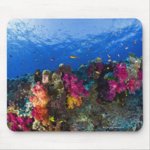 Weiche Korallen auf flachem Riff, Fidschi Mousepad