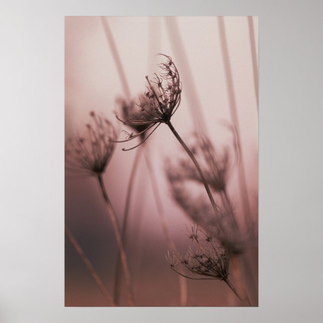 Weiche Licht Wilde Blumen Samenstände Poster (Vorne)
