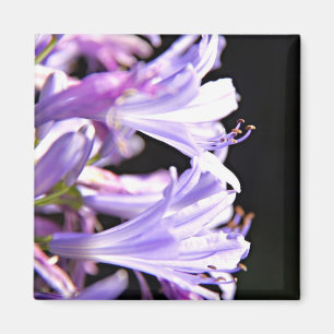 Weiche lila Agapanthus-Blumen - Lilie des Nils Magnet