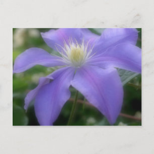 Weiche Lila Clematitis-Blume Postkarte