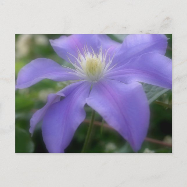 Weiche Lila Clematitis-Blume Postkarte (Vorderseite)