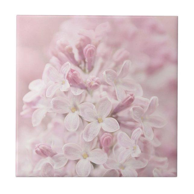 Weiche Pastellrosa-Franzose-Fliedern Fliese (Vorderseite)